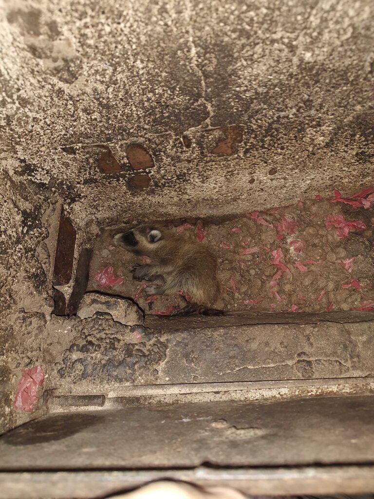 Wildlife Control London