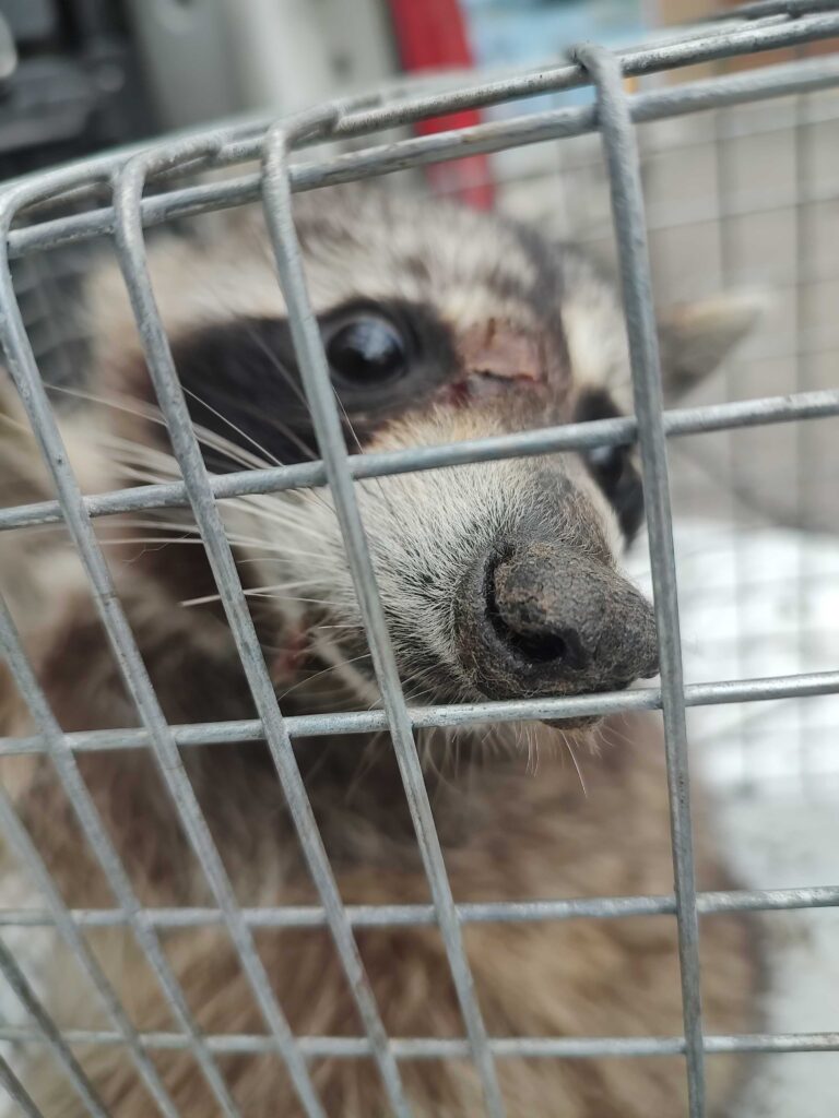 Wildlife Control London