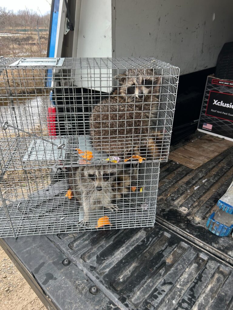 Wildlife Control London